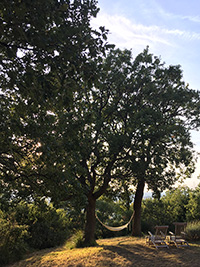 Hammock in the garden