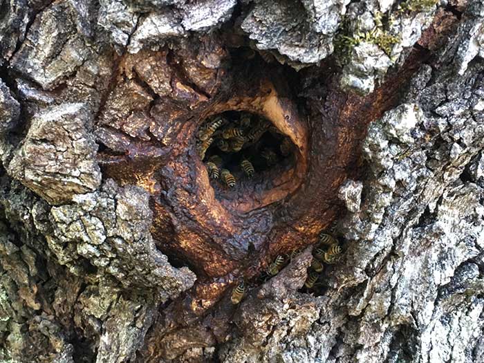 Bees in a hollow oak