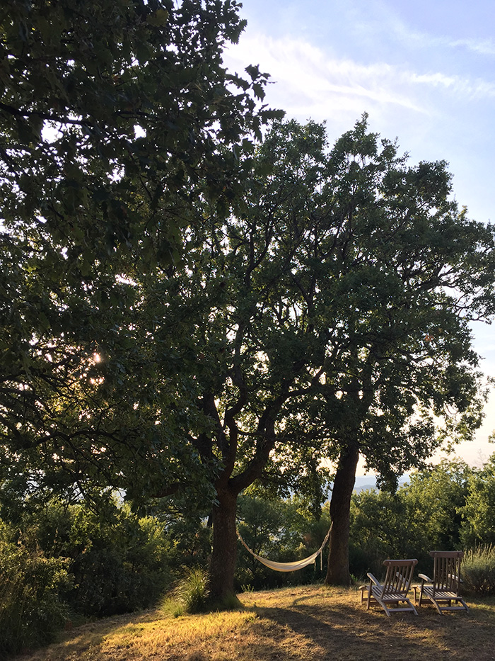 The hammock between the downy oaks in Podere Santa Pia

