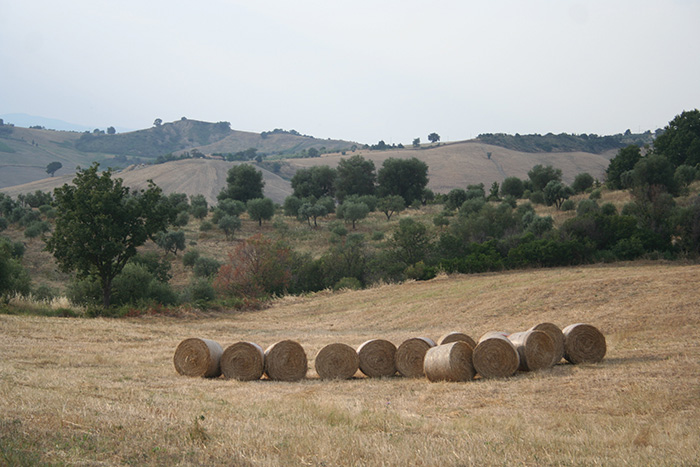 Harvest in Tuscany