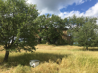 Catching a swarm of bees in Tuscany