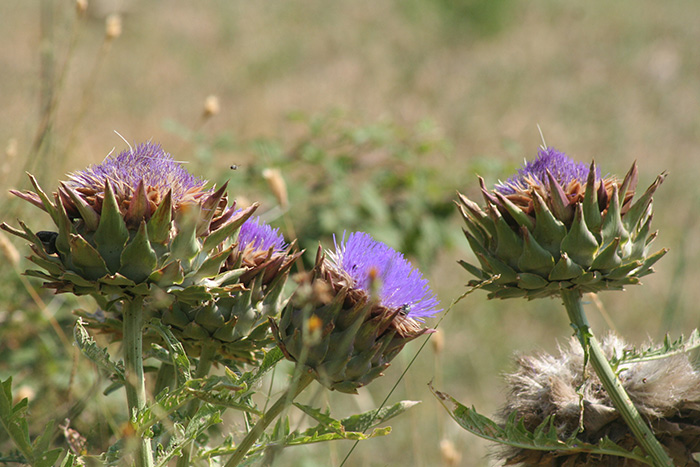 Wild artichok | Kardoen of wilde artisjok

