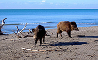 Parco Naturale delle Maremma, cinghali