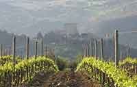 Wine regions in Tuscany