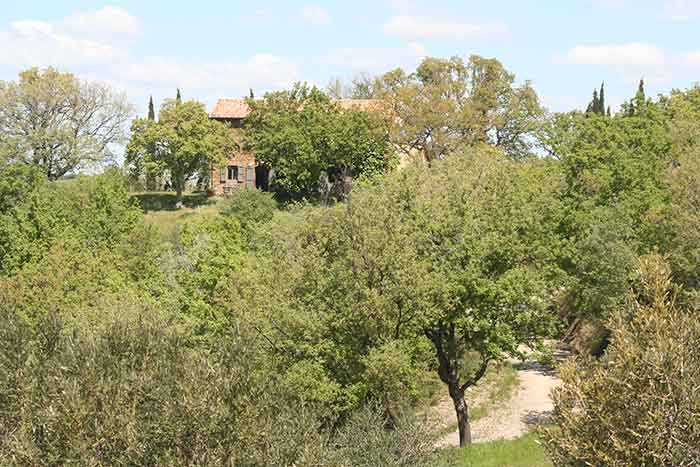 Podere Santa Pia, il giardino che offre ombreggiatura naturale molto apprezzata (Aprile)

