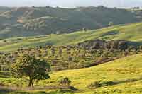 Olive groves beneath Santa Pia