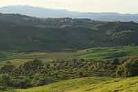 Olive trees — many of them a century-old —  below Podere Santa Pia. In the back Cinigiano