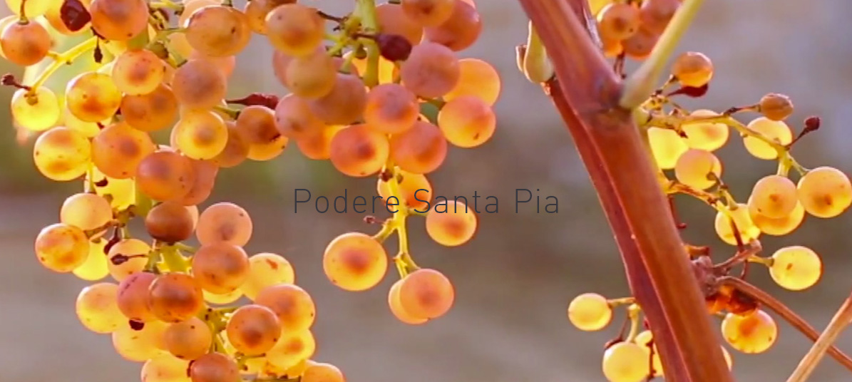 Early morning light at the private swimming pool at Podere Santa Pia